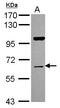 Nuclear Receptor Binding Protein 1 antibody, GTX115907, GeneTex, Western Blot image 