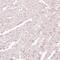 SKI Family Transcriptional Corepressor 2 antibody, PA5-61186, Invitrogen Antibodies, Immunohistochemistry frozen image 