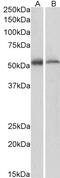 FAS-associated factor 2 antibody, 45-553, ProSci, Western Blot image 