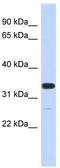 Family With Sequence Similarity 76 Member A antibody, TA338897, Origene, Western Blot image 