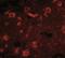 SLIT And NTRK Like Family Member 6 antibody, NBP1-76876, Novus Biologicals, Immunofluorescence image 