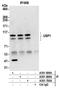 Ubiquitin Specific Peptidase 1 antibody, A301-699A, Bethyl Labs, Immunoprecipitation image 