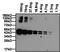 Ovalbumin antibody, PA1-196-HRP, Invitrogen Antibodies, Western Blot image 