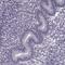 Probable inactive serine protease 37 antibody, PA5-54229, Invitrogen Antibodies, Immunohistochemistry frozen image 