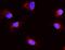 Aquaporin 1 (Colton Blood Group) antibody, PB9473, Boster Biological Technology, Immunofluorescence image 