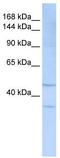 Sialic acid-binding Ig-like lectin 7 antibody, TA341935, Origene, Western Blot image 