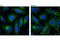 C-Jun-amino-terminal kinase-interacting protein 4 antibody, 5519P, Cell Signaling Technology, Immunofluorescence image 