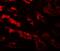 GDNF Inducible Zinc Finger Protein 1 antibody, A11916, Boster Biological Technology, Immunofluorescence image 