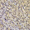 F-Box And WD Repeat Domain Containing 7 antibody, 19-909, ProSci, Immunohistochemistry frozen image 