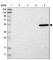 MANSC Domain Containing 1 antibody, HPA007955, Atlas Antibodies, Western Blot image 