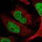 Chromodomain Y-like protein antibody, HPA035578, Atlas Antibodies, Immunofluorescence image 