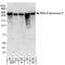 RNA Polymerase II antibody, A300-653A, Bethyl Labs, Western Blot image 