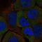 StAR Related Lipid Transfer Domain Containing 5 antibody, NBP1-92448, Novus Biologicals, Immunofluorescence image 