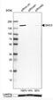 Structural Maintenance Of Chromosomes 3 antibody, NBP2-58330, Novus Biologicals, Western Blot image 