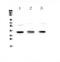 C-C Motif Chemokine Receptor 4 antibody, A00755, Boster Biological Technology, Western Blot image 