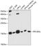 Ribosomal Protein L36a Like antibody, 15-505, ProSci, Western Blot image 