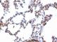 Nuclear Antigen antibody, V7192IHC-7ML, NSJ Bioreagents, Immunohistochemistry paraffin image 