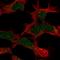PHD Finger Protein 14 antibody, HPA017376, Atlas Antibodies, Immunofluorescence image 