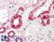 GDNF Inducible Zinc Finger Protein 1 antibody, LS-B8817, Lifespan Biosciences, Immunohistochemistry paraffin image 