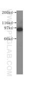 Ribonucleotide Reductase Catalytic Subunit M1 antibody, 60073-1-Ig, Proteintech Group, Western Blot image 
