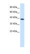 Zinc Finger Protein 670 antibody, MBS833531, MyBioSource, Western Blot image 