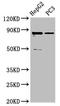 Coiled-Coil Domain Containing 170 antibody, orb517840, Biorbyt, Western Blot image 