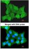 ZPR1 Zinc Finger antibody, NBP1-32965, Novus Biologicals, Immunocytochemistry image 