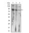 Luteinizing hormone receptor antibody, NBP2-52504, Novus Biologicals, Western Blot image 