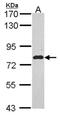 Echinoderm microtubule-associated protein-like 1 antibody, NBP2-16327, Novus Biologicals, Western Blot image 