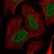 Nardilysin Convertase antibody, HPA053661, Atlas Antibodies, Immunofluorescence image 