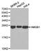 HMG1 antibody, TA326856, Origene, Western Blot image 