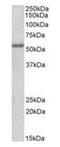 Forkhead Box C1 antibody, orb19114, Biorbyt, Western Blot image 