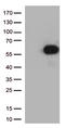 CD27 Molecule antibody, CF812369, Origene, Western Blot image 