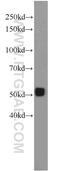 Bone morphogenetic protein 15 antibody, 18982-1-AP, Proteintech Group, Western Blot image 