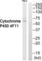 Cytochrome P450 Family 4 Subfamily F Member 11 antibody, abx015131, Abbexa, Western Blot image 