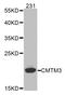 CKLF Like MARVEL Transmembrane Domain Containing 3 antibody, MBS127963, MyBioSource, Western Blot image 