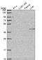 IQ Motif Containing G antibody, NBP2-62622, Novus Biologicals, Western Blot image 