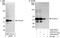 Coronin 1A antibody, A300-931A, Bethyl Labs, Western Blot image 