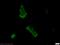A-Kinase Anchoring Protein 8 Like antibody, 10103-1-AP, Proteintech Group, Immunofluorescence image 