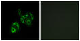 Solute Carrier Family 27 Member 4 antibody, abx014554, Abbexa, Western Blot image 