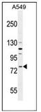 Frizzled Class Receptor 6 antibody, AP51749PU-N, Origene, Western Blot image 