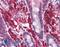 Zinc finger protein 521 antibody, LS-B4732, Lifespan Biosciences, Immunohistochemistry paraffin image 