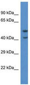 Pyroglutamylated RFamide peptide receptor antibody, TA342967, Origene, Western Blot image 