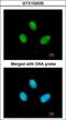 RNA Polymerase II Subunit B antibody, LS-C185491, Lifespan Biosciences, Immunocytochemistry image 