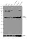 Formyl Peptide Receptor 2 antibody, 720293, Invitrogen Antibodies, Western Blot image 