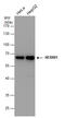 HEXIM P-TEFb Complex Subunit 1 antibody, GTX102283, GeneTex, Western Blot image 