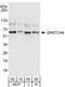 G-Patch Domain Containing 4 antibody, NBP1-79018, Novus Biologicals, Western Blot image 