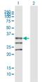 Monoacylglycerol O-Acyltransferase 1 antibody, H00116255-B01P, Novus Biologicals, Western Blot image 