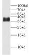 ERCC Excision Repair 1, Endonuclease Non-Catalytic Subunit antibody, FNab02832, FineTest, Western Blot image 