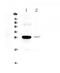 Mannose Binding Lectin 2 antibody, PA5-79641, Invitrogen Antibodies, Western Blot image 